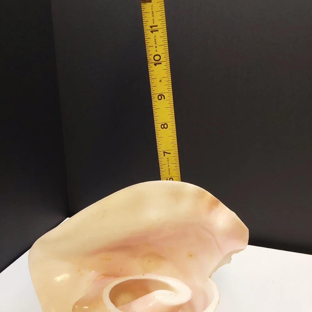 Natural Large Pink QUEEN Conch Shell Seashell Aquarium Beach Decor
